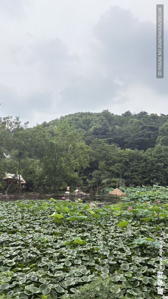 荷塘绿意  田园风光