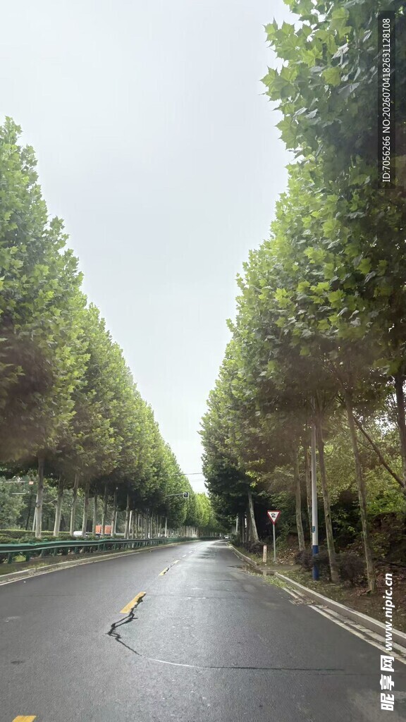 林荫大道  静谧道路风光