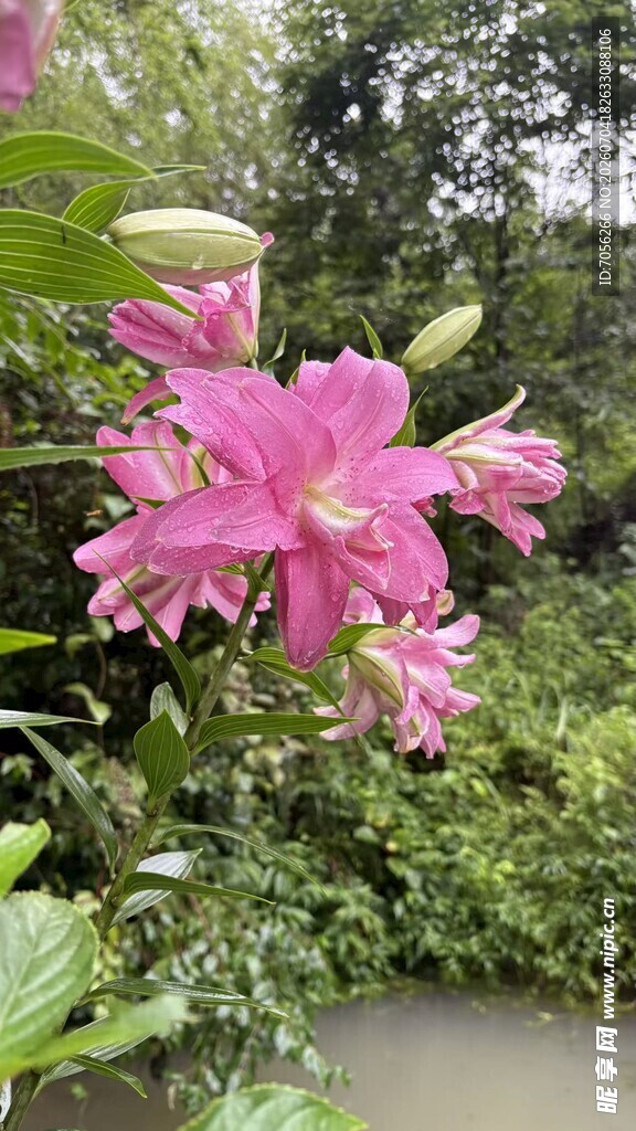 百合花   粉色