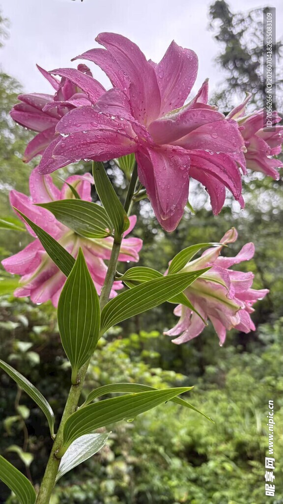 娇艳粉色百合花绽放