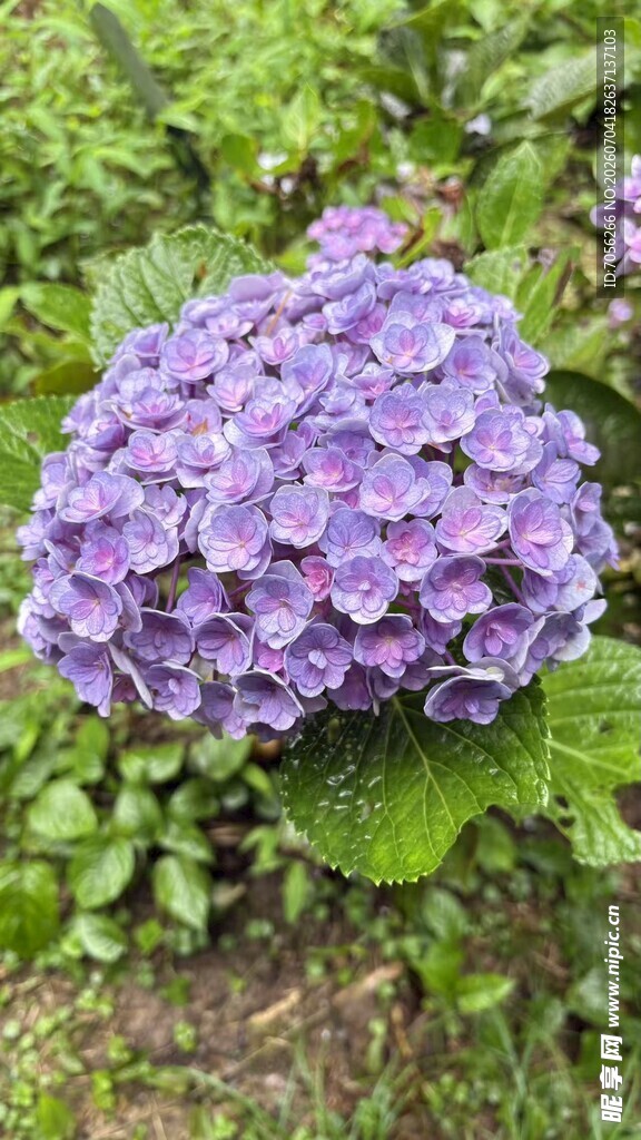 紫色绣球花绽放于绿叶间