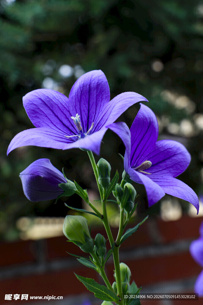 桔梗花