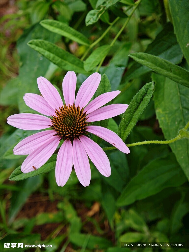 美丽紫锥菊绽放绿意间