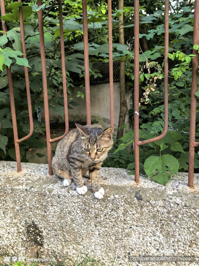栅栏边的猫咪