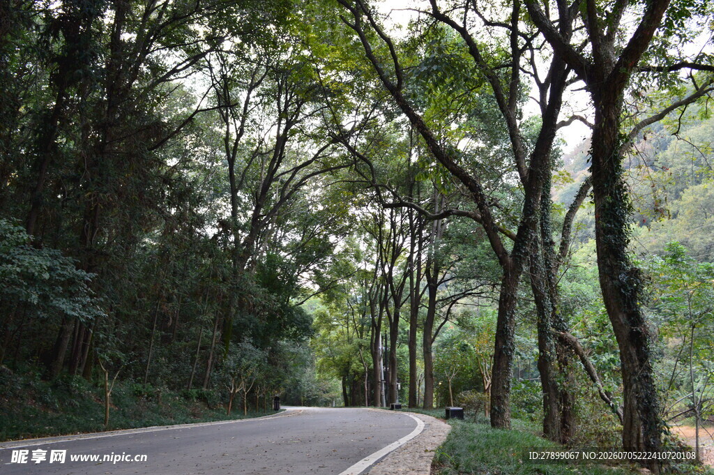 林间蜿蜒公路