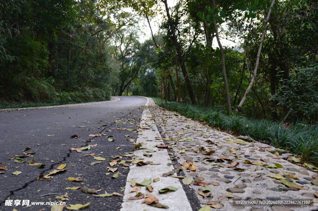 秋日林间路