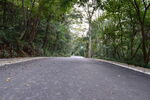林间幽静柏油路