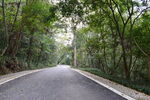 林间静谧公路
