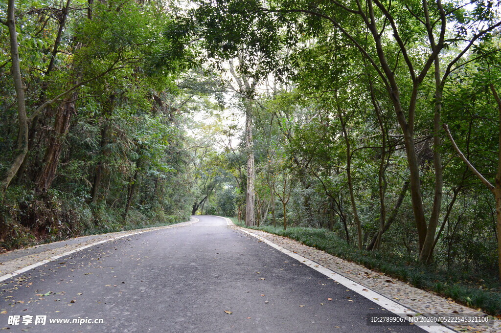 林间静谧公路