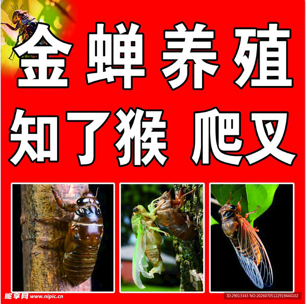 金蝉养殖
