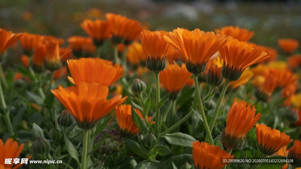 橙色菊花
