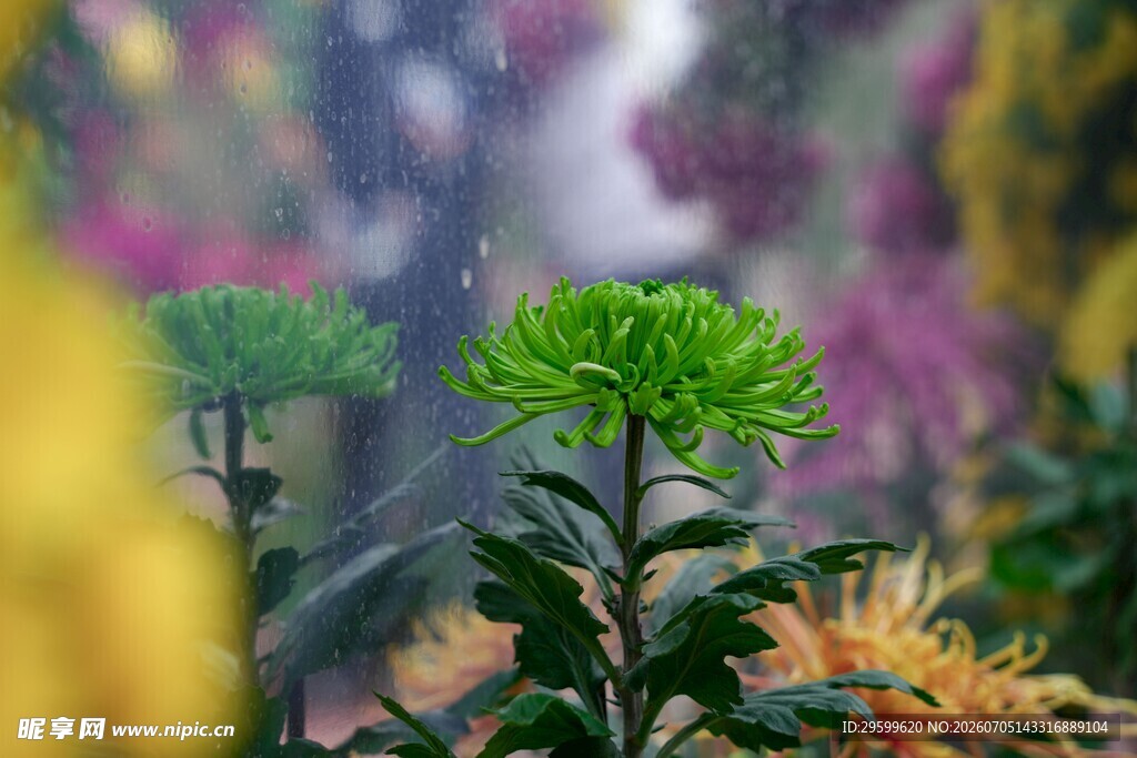多彩菊花绽放雨中
