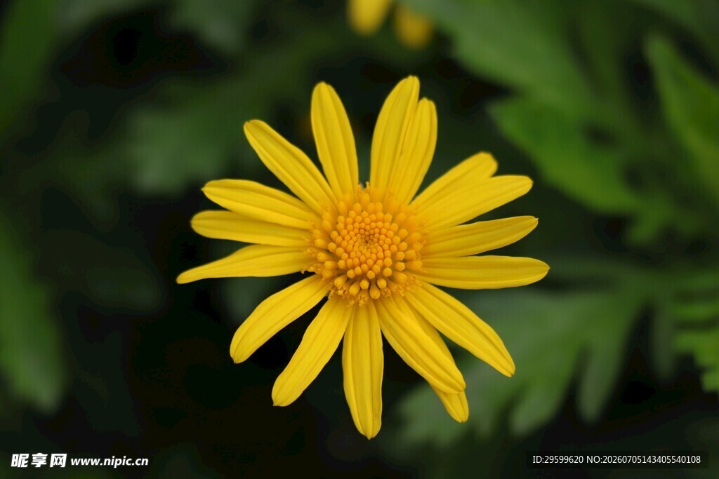 黄色小菊花