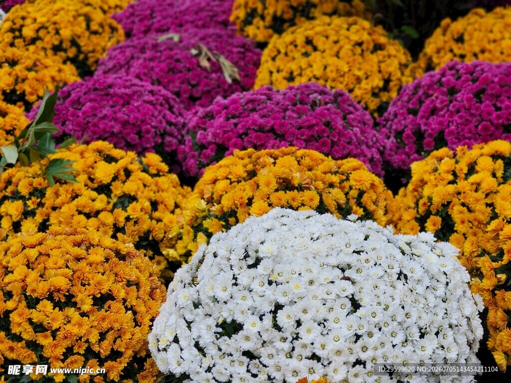 多彩菊花
