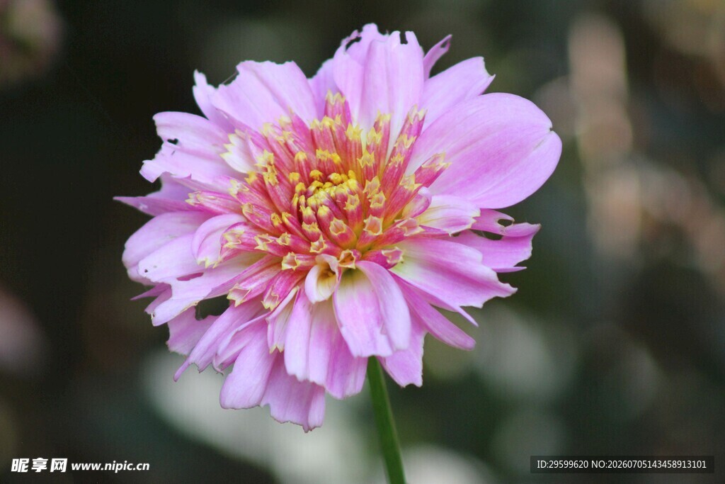 娇艳粉色菊花