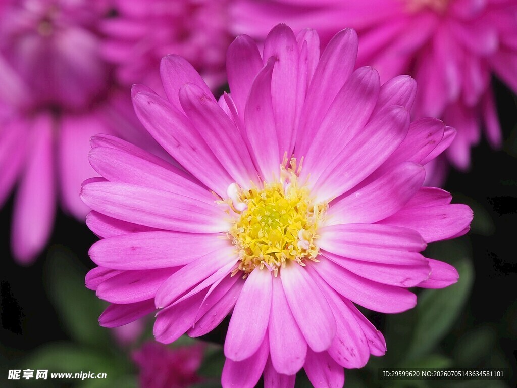 娇艳粉色雏菊特写
