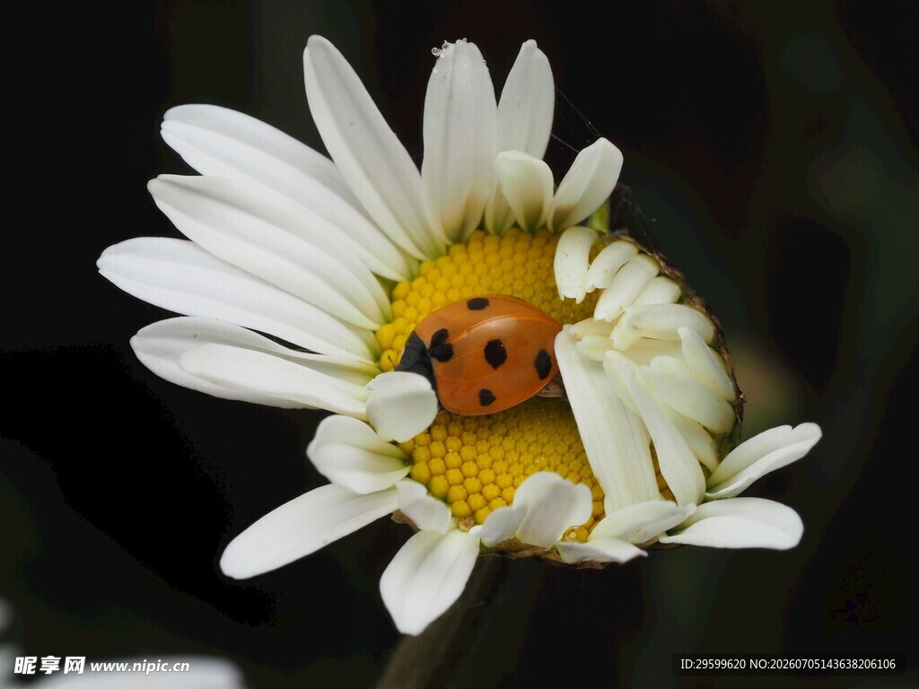 雏菊 