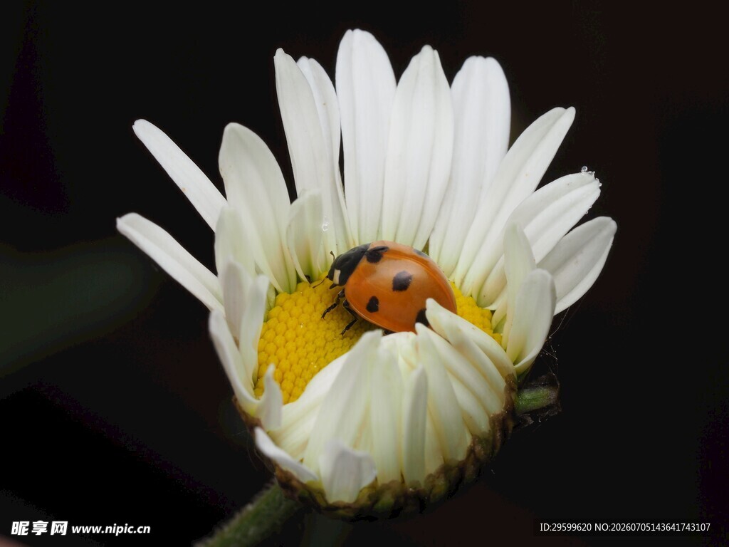 瓢虫栖于白色雏菊花中
