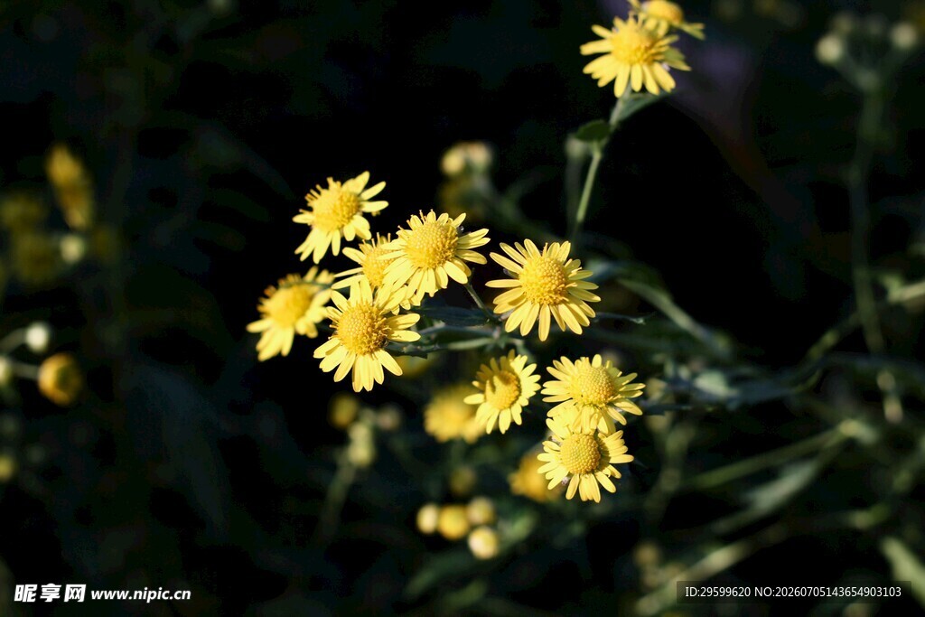 黄色小菊花