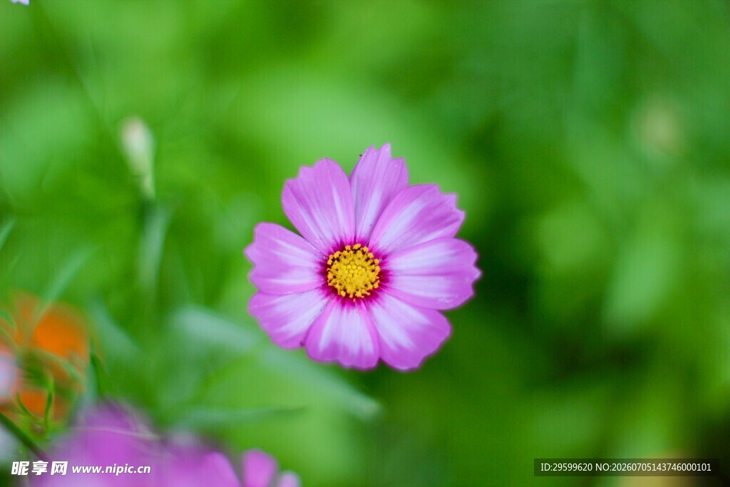 娇艳粉色小菊花