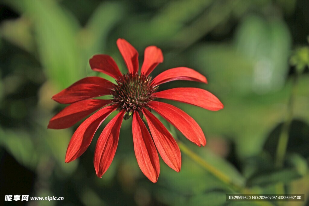 艳丽红色菊花