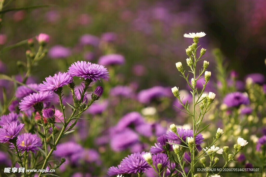 紫色菊花
