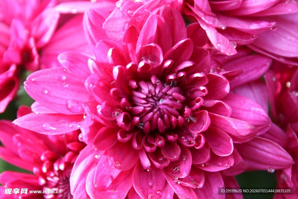 艳丽粉色菊花特写