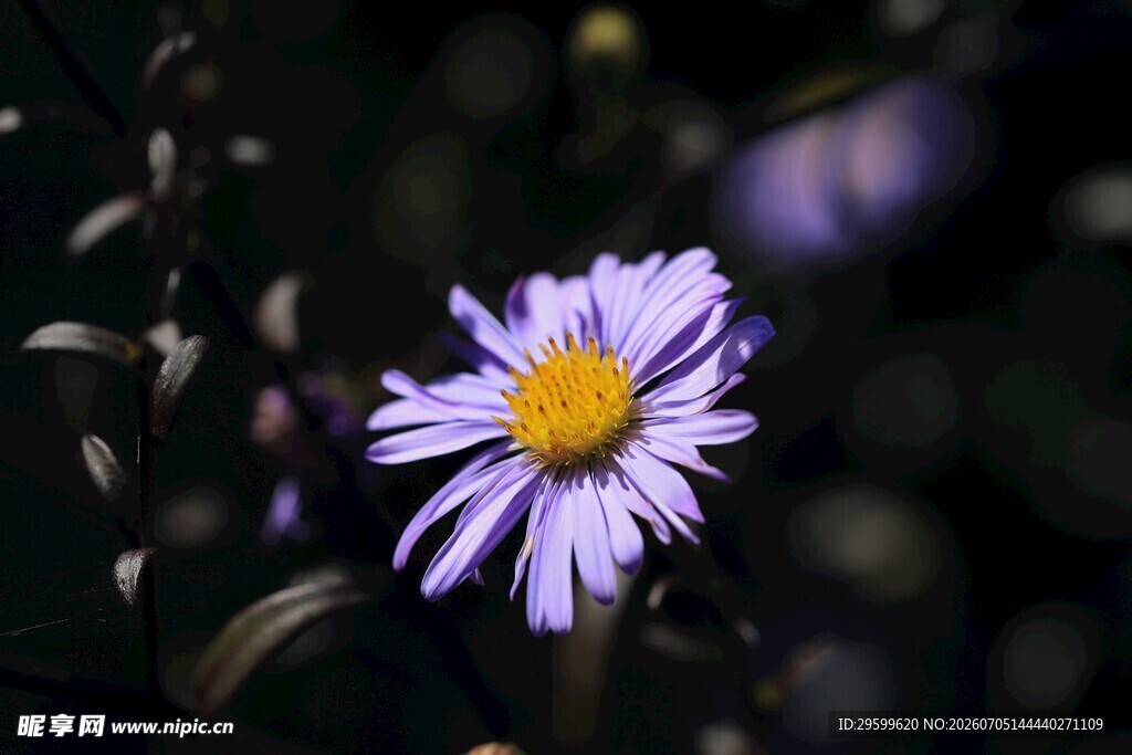 紫色菊花绽放