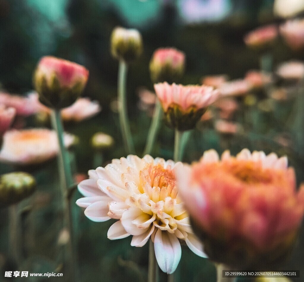 娇艳菊花绽放于花丛中