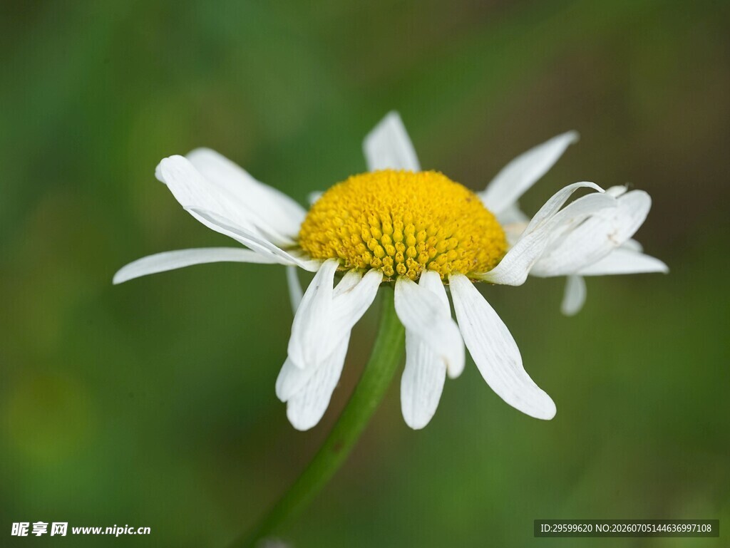 白色雏菊特写