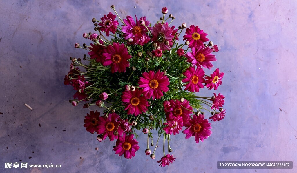 艳丽红色菊花
