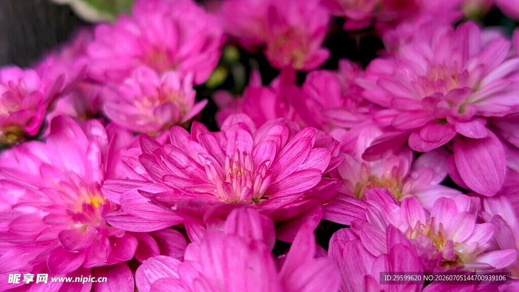 艳丽粉色菊花