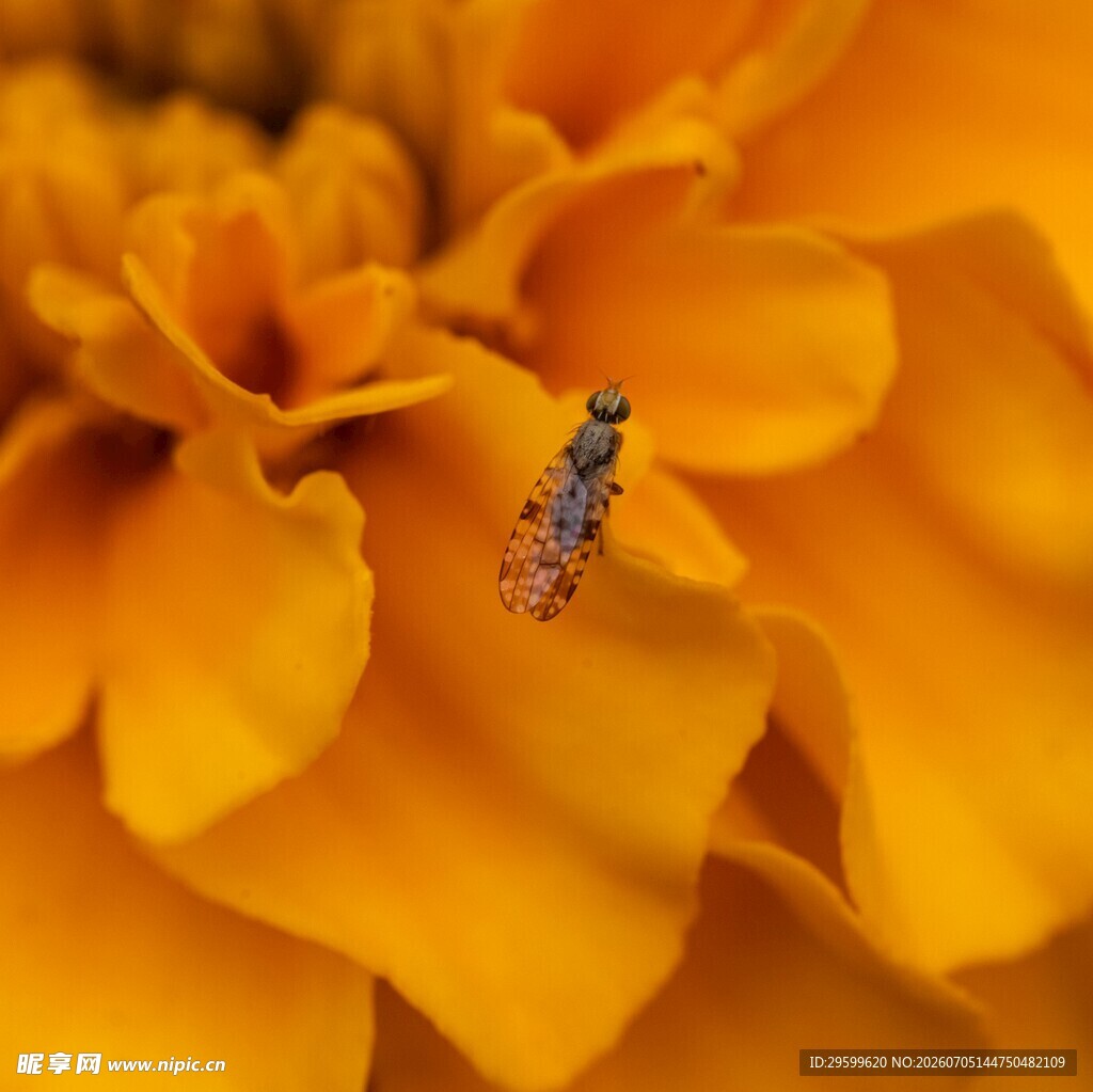 黄花上的小昆虫
