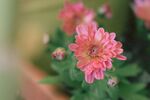娇艳粉色菊花特写