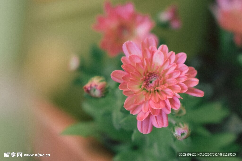 娇艳粉色菊花特写