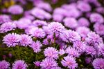 浪漫菊花花海