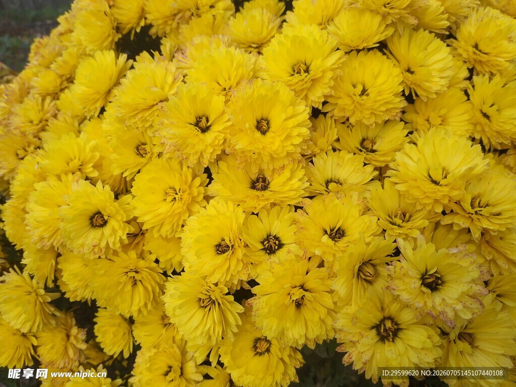 黄色菊花特写