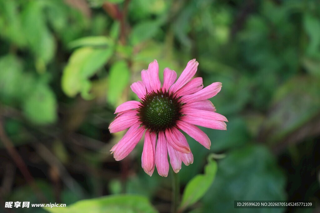 娇艳粉色松果菊特写