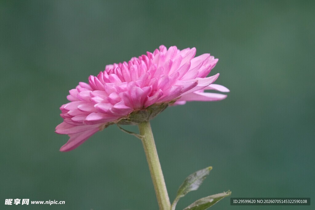 粉色单朵菊花特写