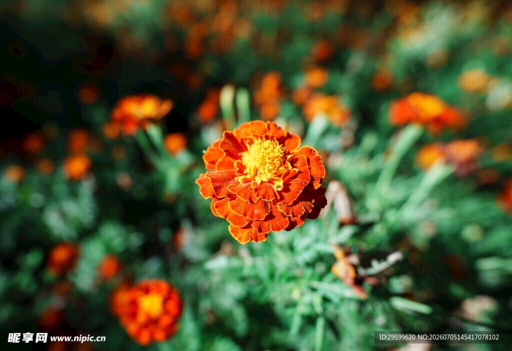 鲜艳橘色菊花