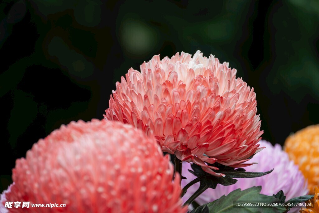 艳丽粉菊花
