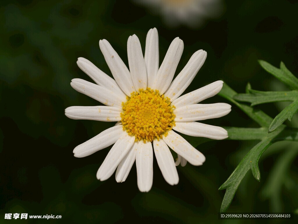 白色雏菊特写
