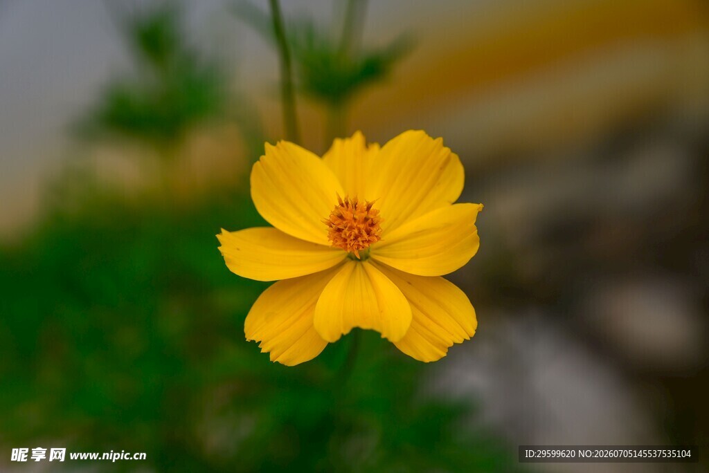 娇艳黄色小菊花