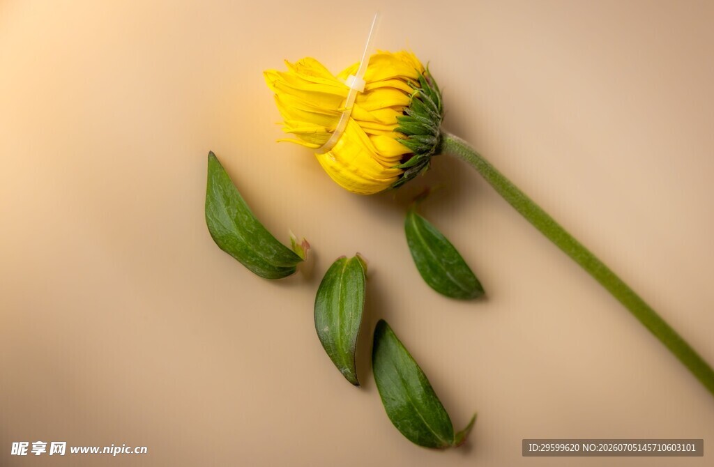 黄色菊花