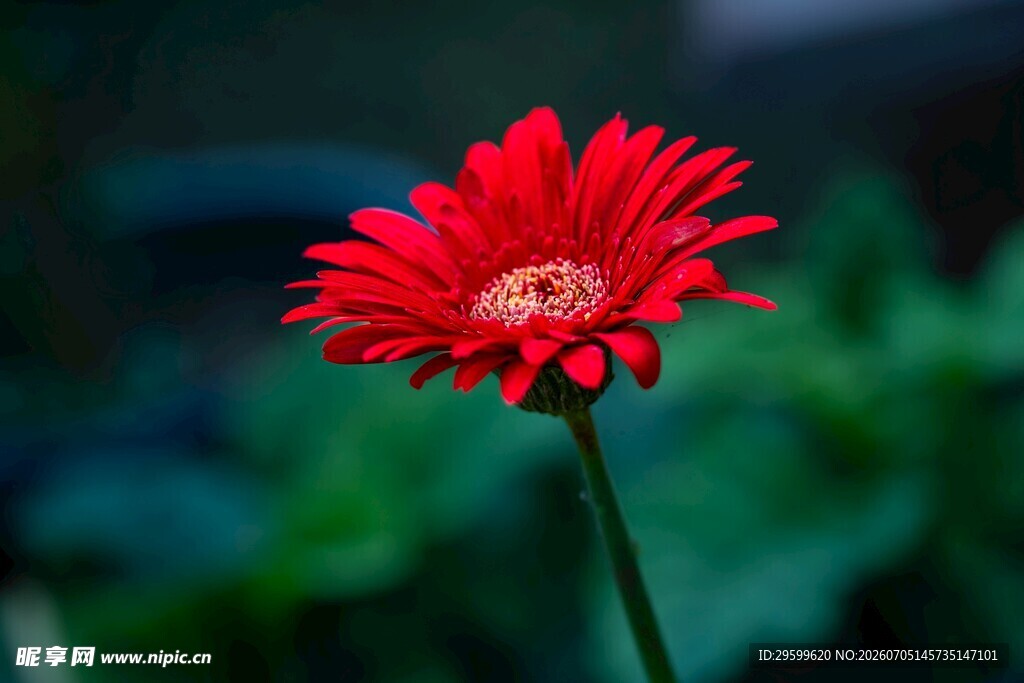 娇艳红雏菊