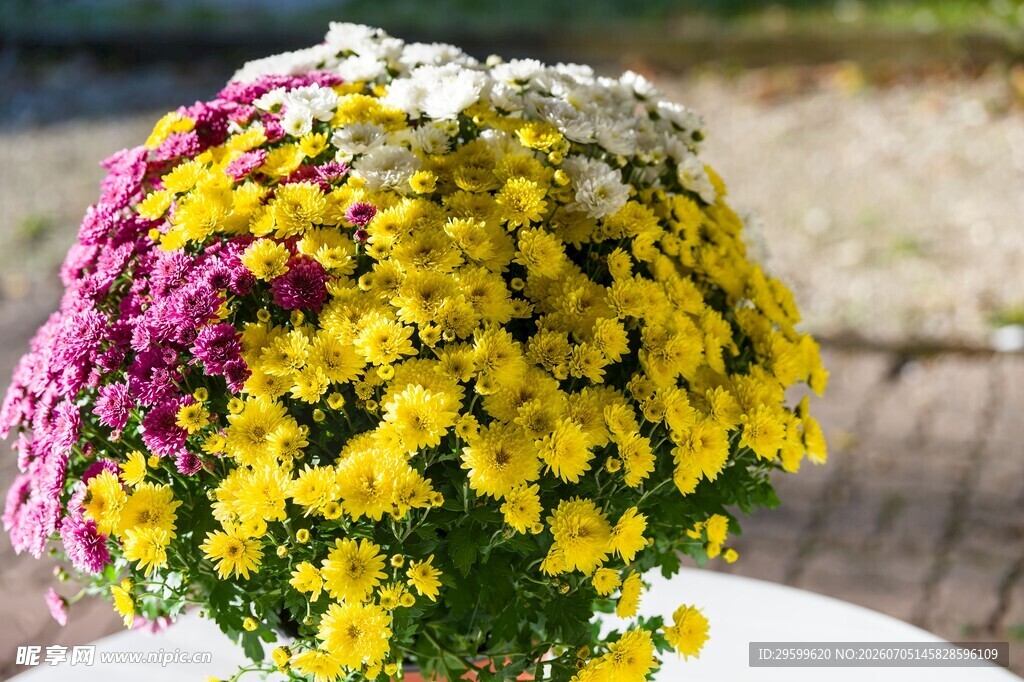 多彩菊花花束
