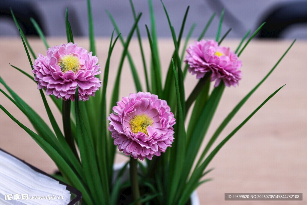 粉色菊花