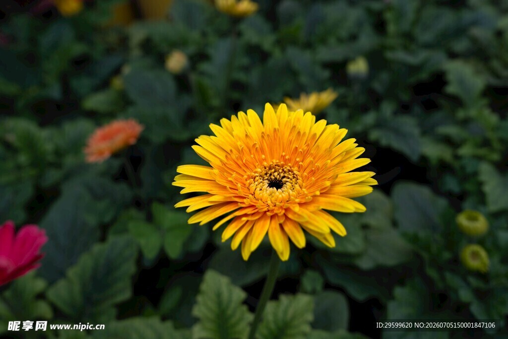 绽放的黄色非洲菊
