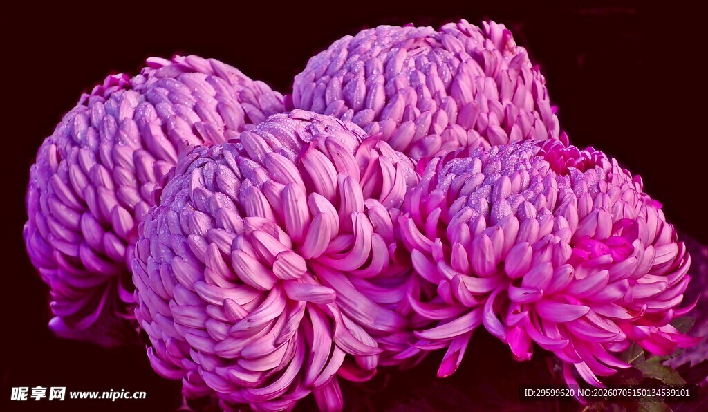 艳丽紫菊绽放