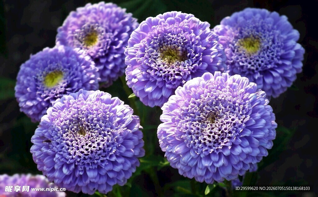 紫色球菊花